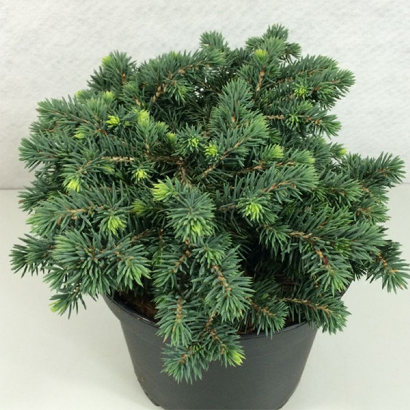 Picea pungens Kuba (Hábito)