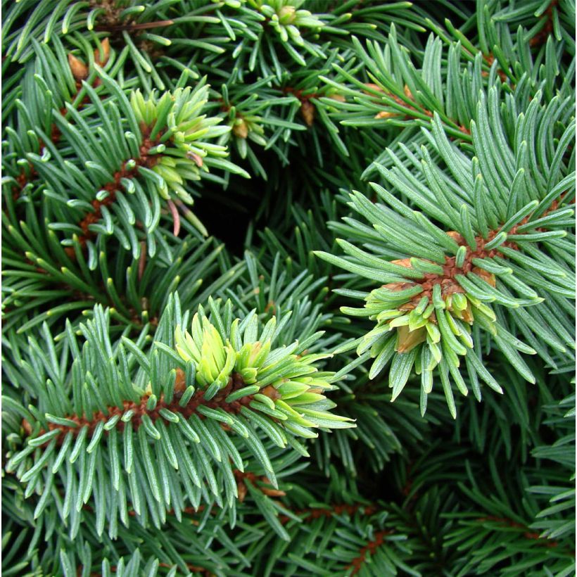 Picea pungens Mrs Cesarini (Folhagem)