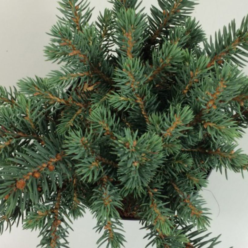 Picea pungens Sonia (Folhagem)