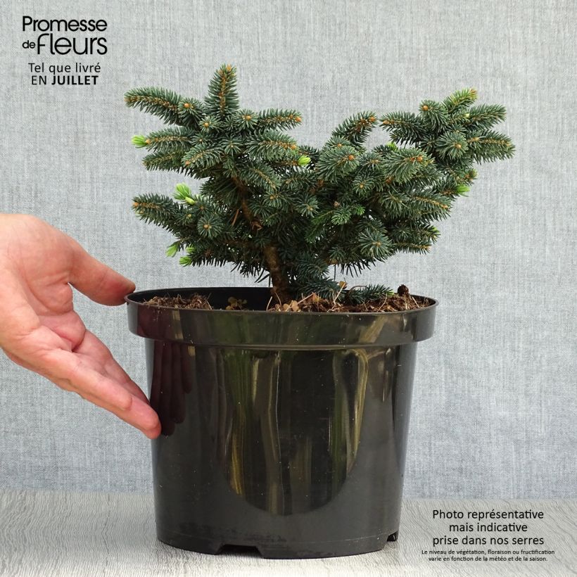 Amostra de Picea pungens Sonia Vaso de 4 L/5 L tal como entregue no verão