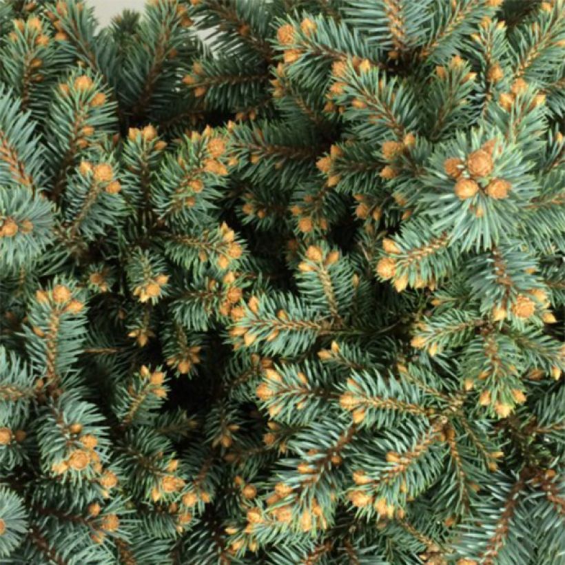 Picea pungens Thuem (Folhagem)