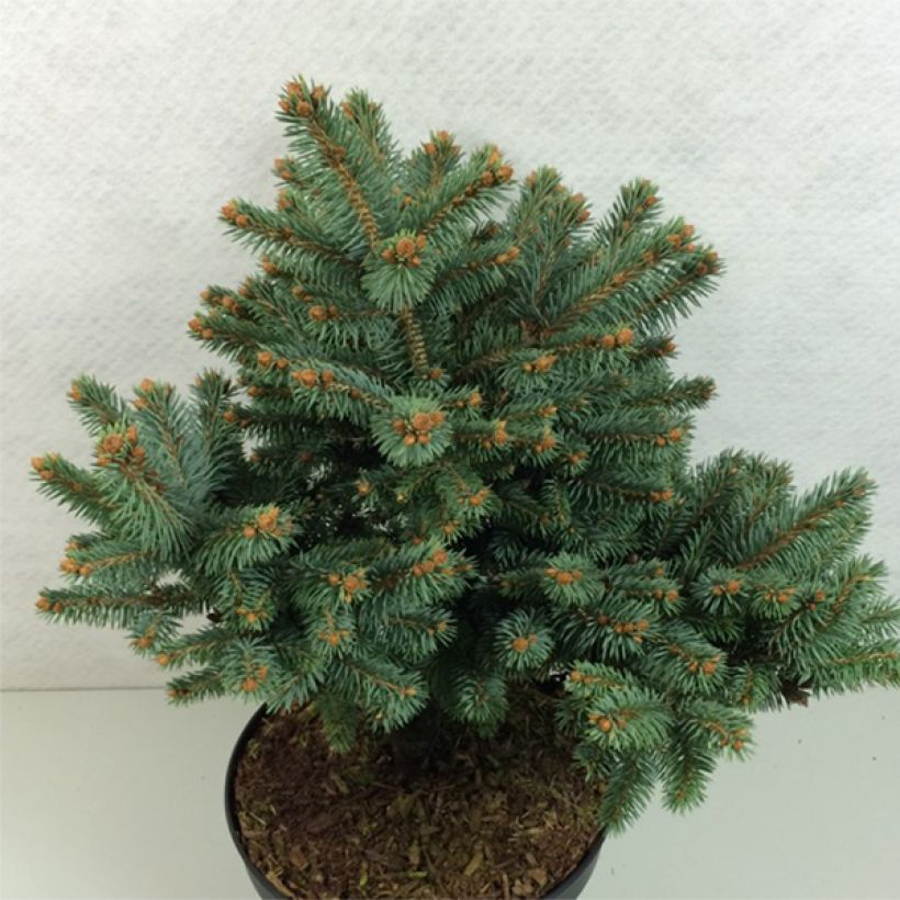Picea pungens Thuem (Hábito)
