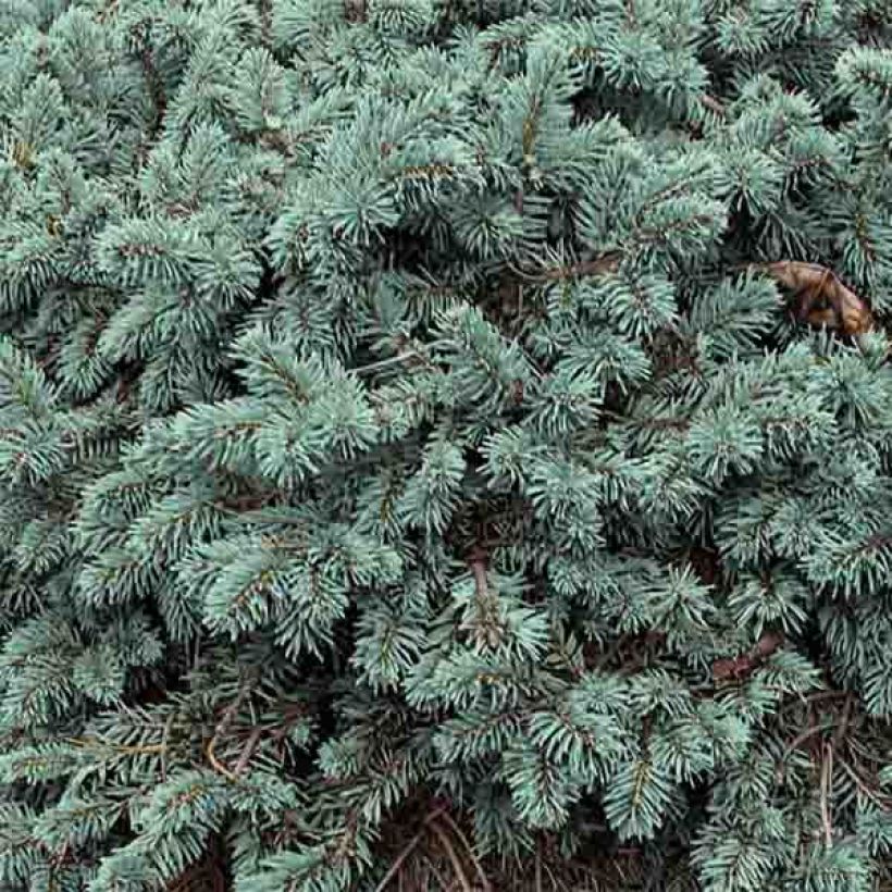 Picea pungens Waldbrunn (Folhagem)