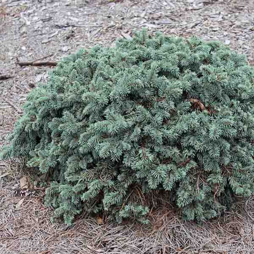 Picea pungens Waldbrunn (Hábito)