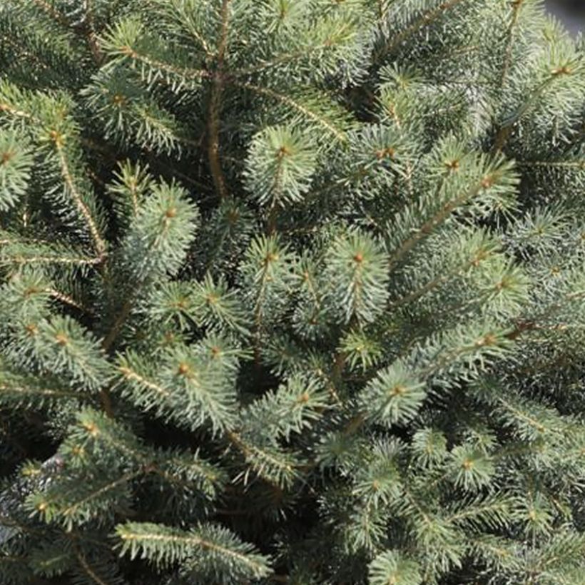 Picea sitchensis Nana (Folhagem)