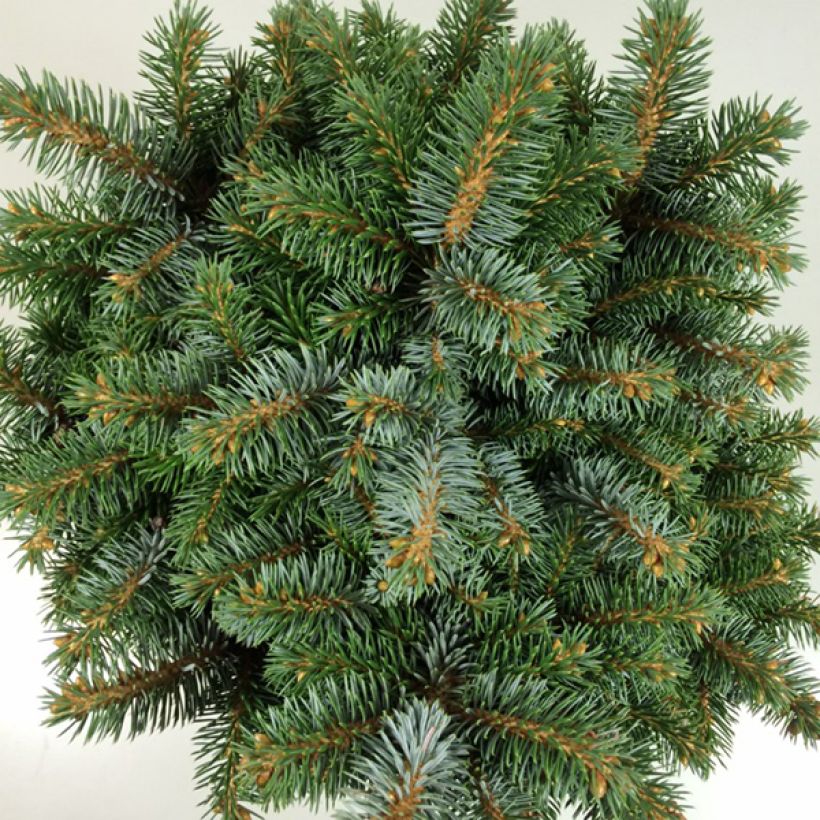 Picea sitchensis Rom (Folhagem)