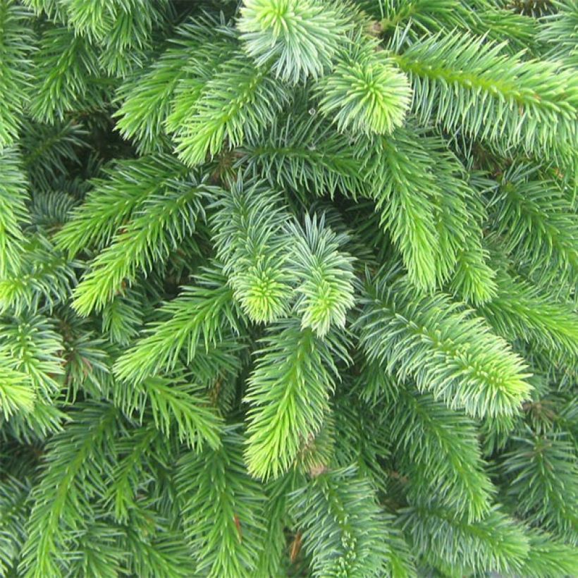 Picea sitchensis Sugarloaf (Folhagem)
