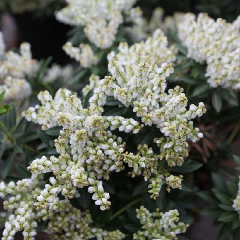Pieris japonica Debutante (Floração)
