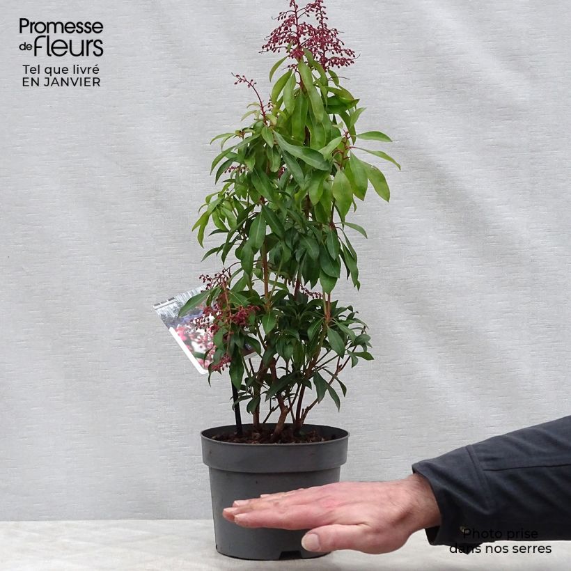 Amostra de Andromède du Japon - Pieris Japonica Valley Valentine Vaso de 2 L/3 L tal como entregue no inverno