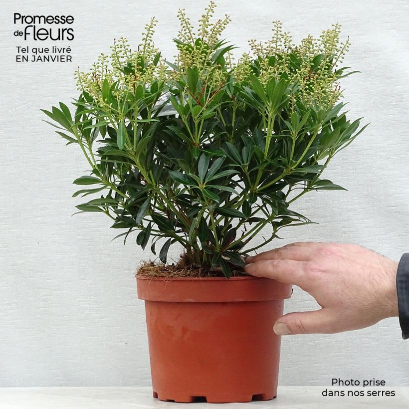 Amostra de Pieris japonica Debutante - Andromède du Japon Vaso de 2 L/3 L tal como entregue no inverno