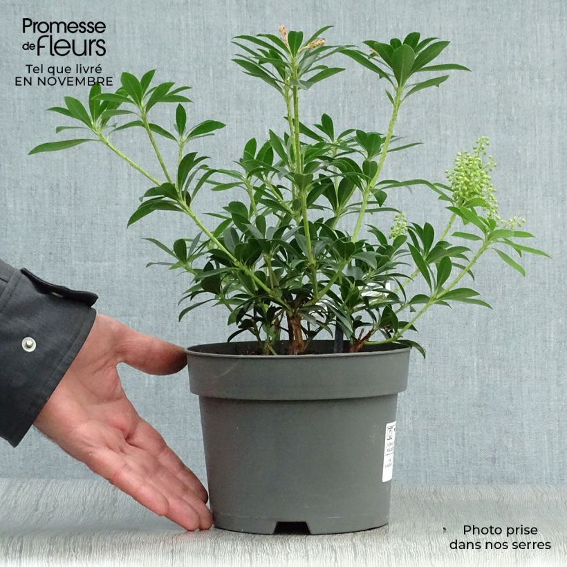 Amostra de Pieris japonica Debutante Vaso de 2 L/3 L tal como entregue no outono
