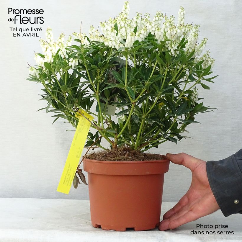 Amostra de Pieris japonica Debutante Vaso de 2 L/3 L tal como entregue na primavera