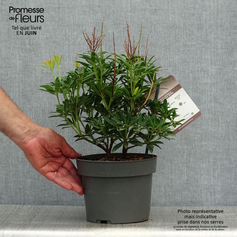 Amostra de Pieris japonica Debutante Vaso de 2 L/3 L tal como entregue no verão