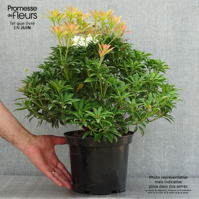 Amostra de Pieris japonica Debutante Vaso de 4 L/5 L tal como entregue no verão