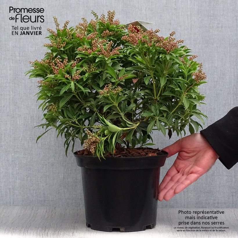 Amostra de Pieris japonica Debutante - Andromède du Japon Vaso de 4 L/5 L tal como entregue no inverno