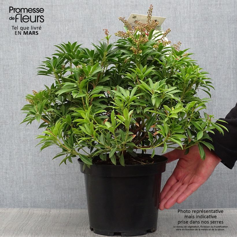Amostra de Pieris japonica Debutante Vaso de 4 L/5 L tal como entregue na primavera