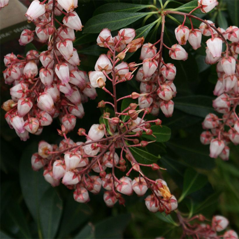 Pieris japonica Katsura (Floração)