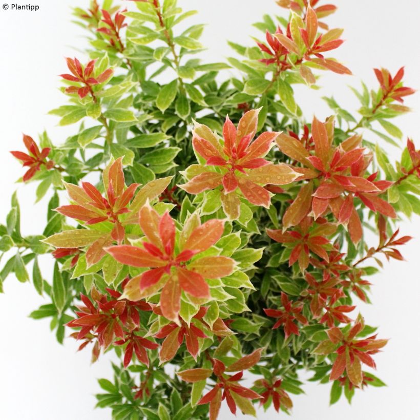 Pieris japonica Little Goldy (Folhagem)