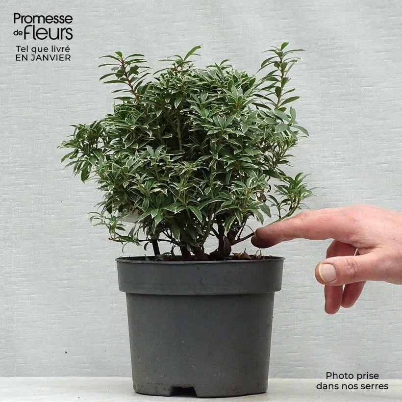 Amostra de Andromède du Japon - Pieris japonica Little Heath Vaso de 2 L/3 L tal como entregue no inverno