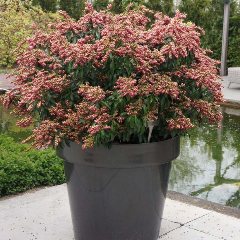 Pieris japonica Passion (Hábito)