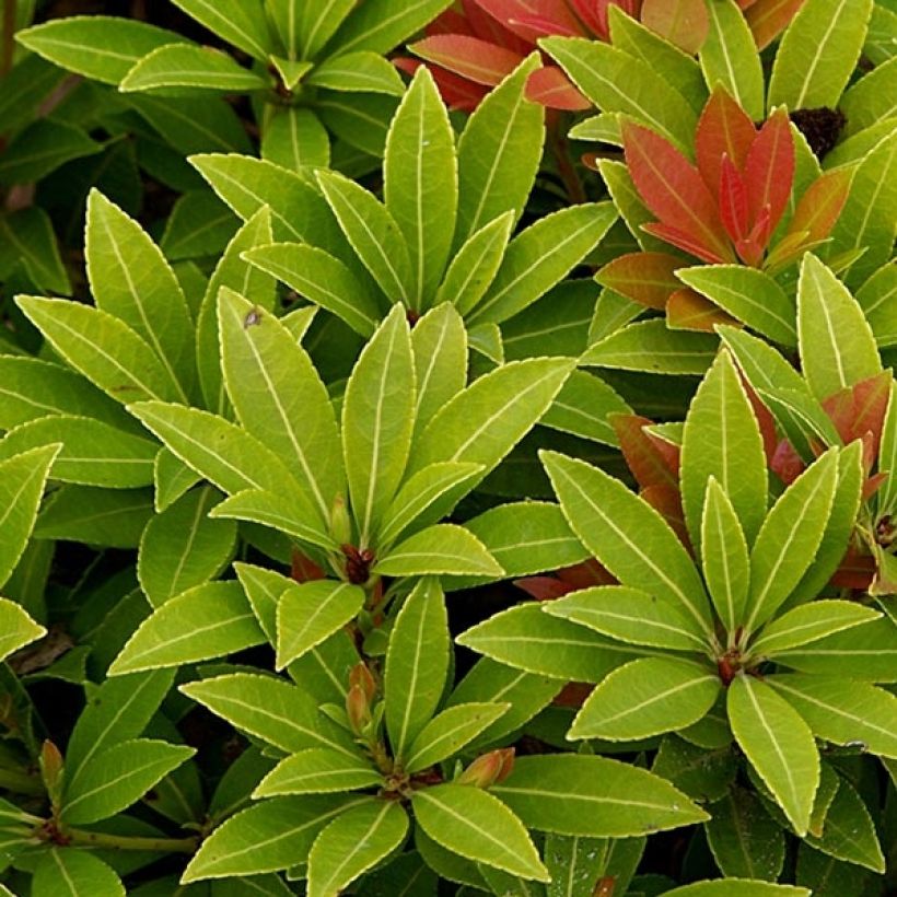Pieris japonica Sarabande (Folhagem)