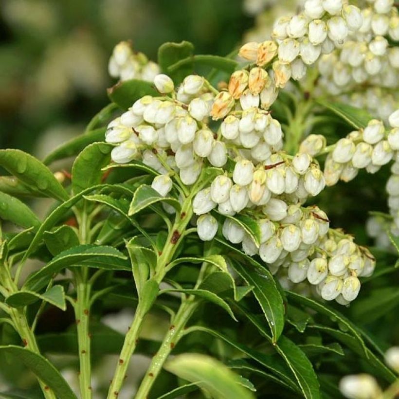 Pieris japonica Sarabande (Floração)