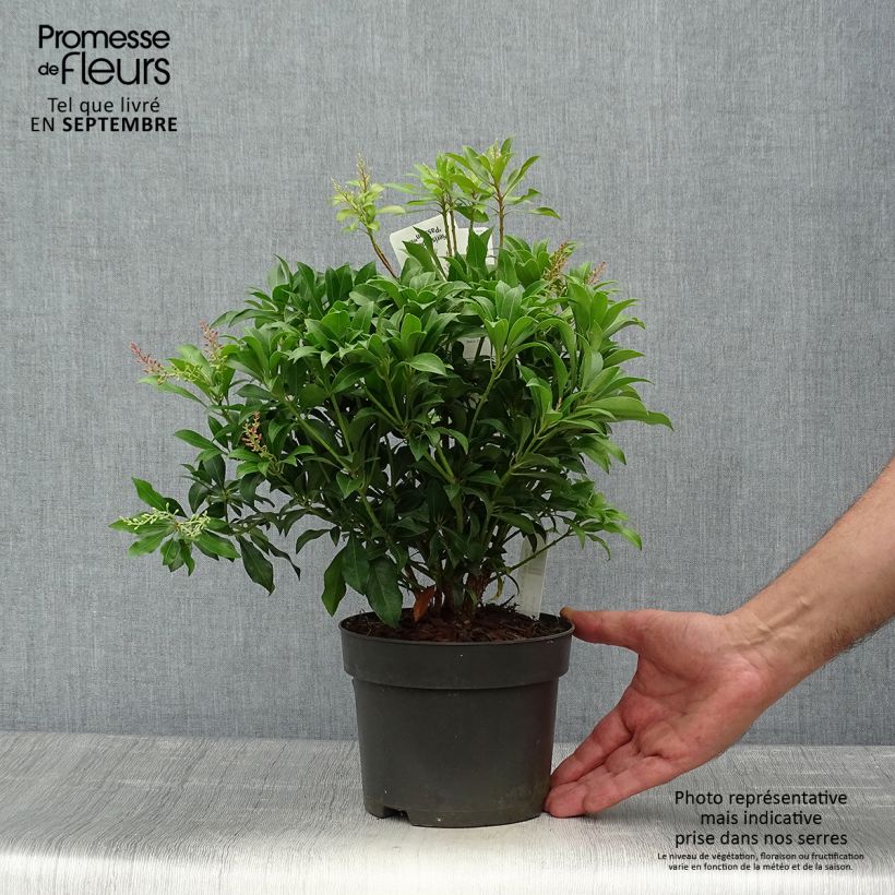 Amostra de Pieris japonica Pink Passion Vaso de 2 L/3 L tal como entregue no outono