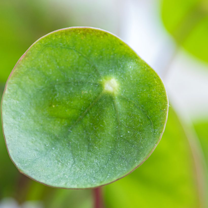 Pilea peperomioides (Folhagem)