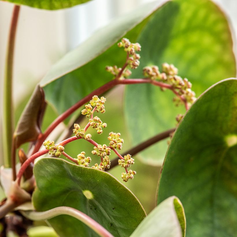 Pilea peperomioides (Floração)