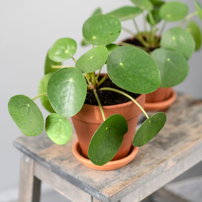 Pilea peperomioides (Hábito)