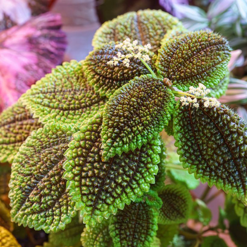Pilea Moon Valley (Folhagem)