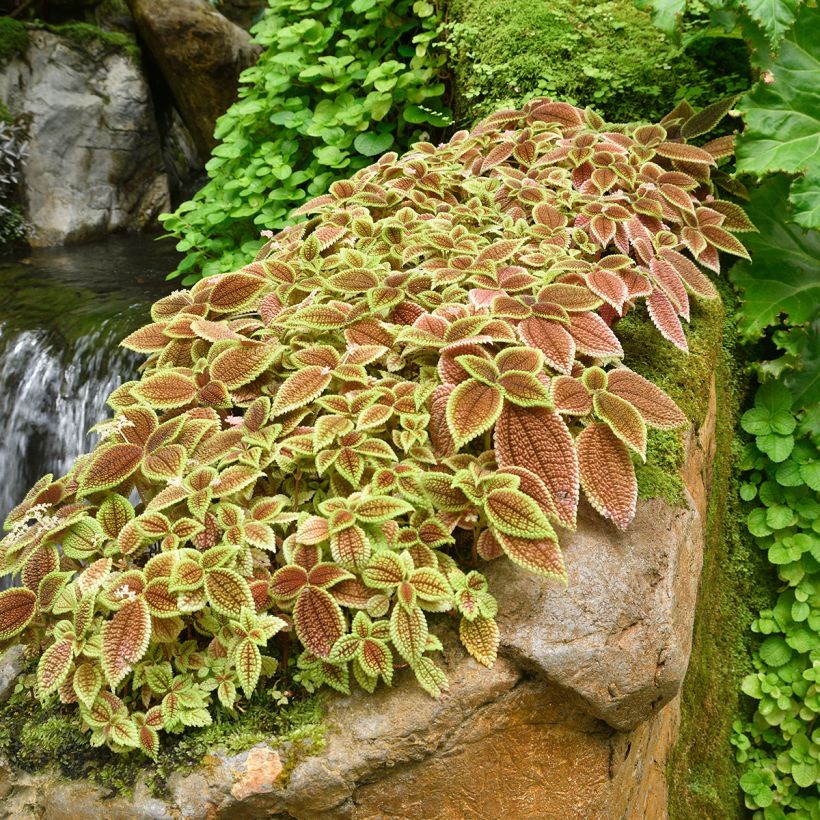 Pilea Moon Valley (Hábito)