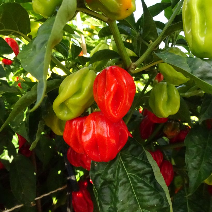 Pimenta Habanero - Pimenta das Antilhas (Colheita)