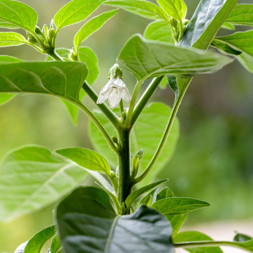 Pimento Krakatoa (Floração)
