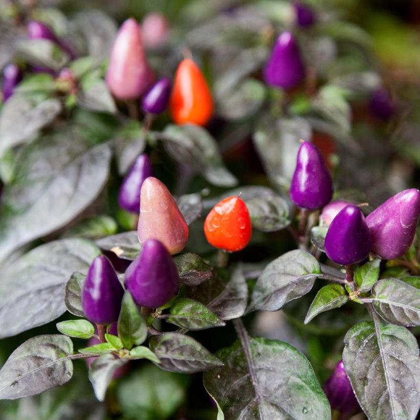 Pimento Numex Twilight (Colheita)