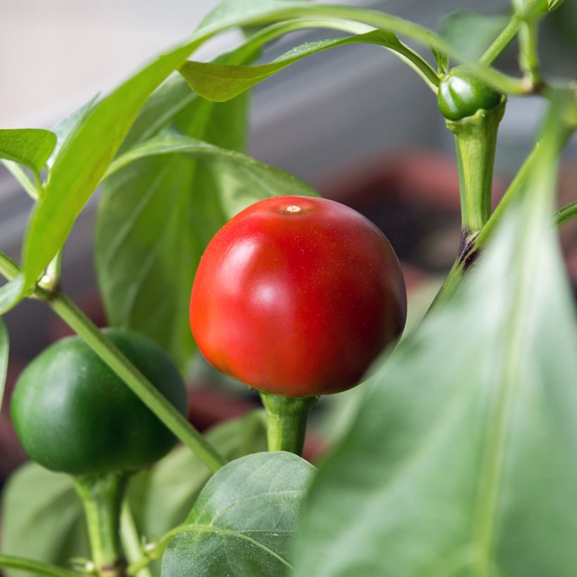 Pimento Red Cherry Small - Ferme de Sainte Marthe Bio (Colheita)