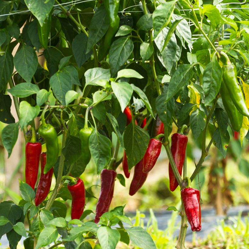 Pimento Espelette - Pimenta Basca Gorria (Hábito)