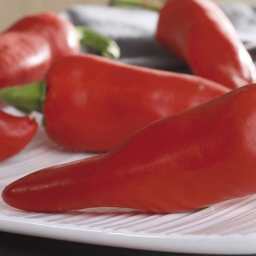 Pimento Espelette - Pimenta Basca Gorria (Colheita)