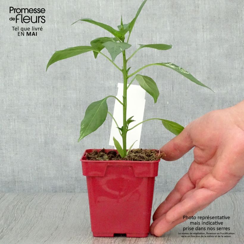 Amostra de Piment de Cayenne Impala - Capsicum frutescens en plant Vaso de 10 cm/11 cm tal como entregue na primavera