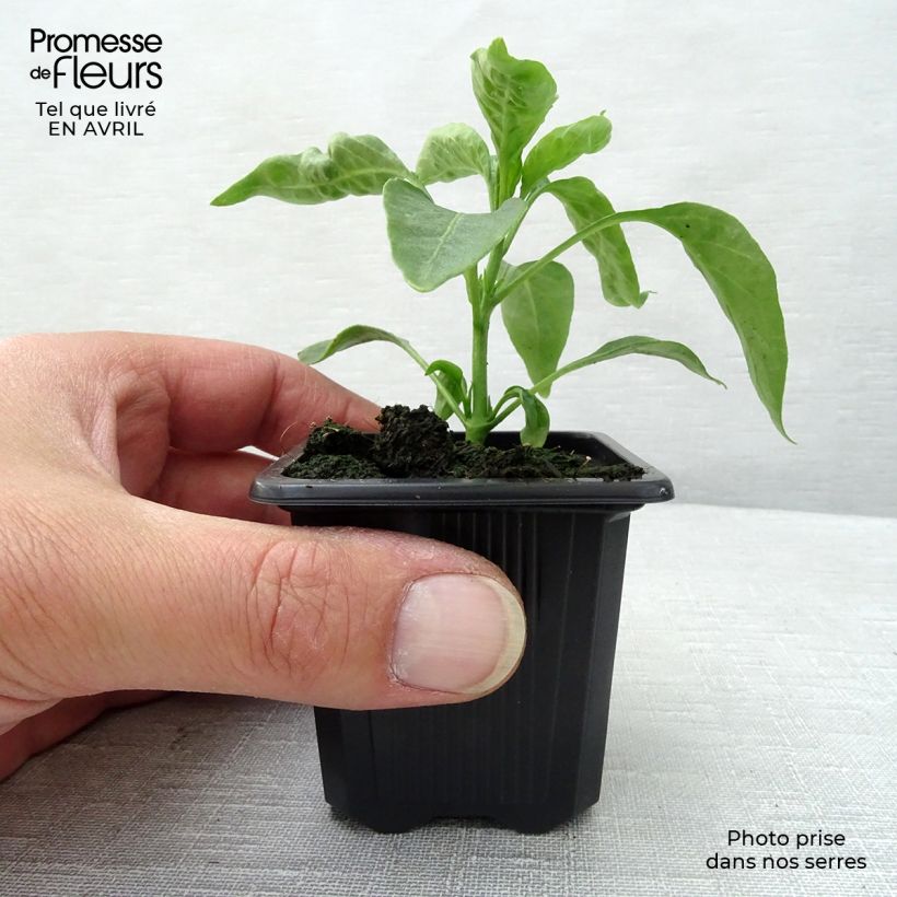 Amostra de Piment de Cayenne en plants Godet de 7/8 cm tal como entregue na primavera