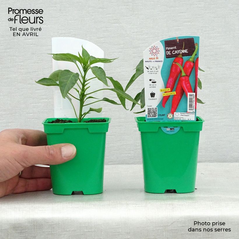 Amostra de Piment de Cayenne en plants Pot de 10 cm/11cm tal como entregue na primavera