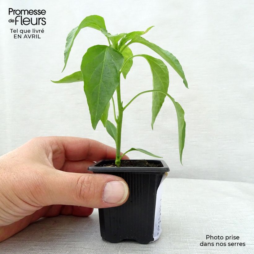 Amostra de Piment doux très long des Landes en plants   Vaso de 7/8 cm tal como entregue na primavera
