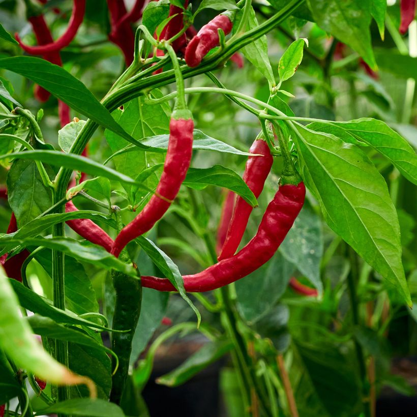 Pimento Doce Muito Longo da Região de Landes (Colheita)