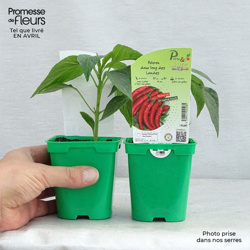 Amostra de Piment doux très long des Landes en plants   Vaso de 10 cm/11 cm tal como entregue na primavera