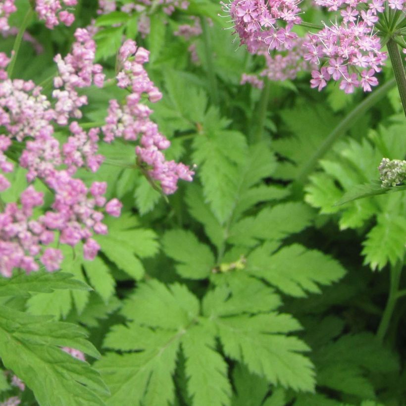 Pimpinella major Rosea (Folhagem)