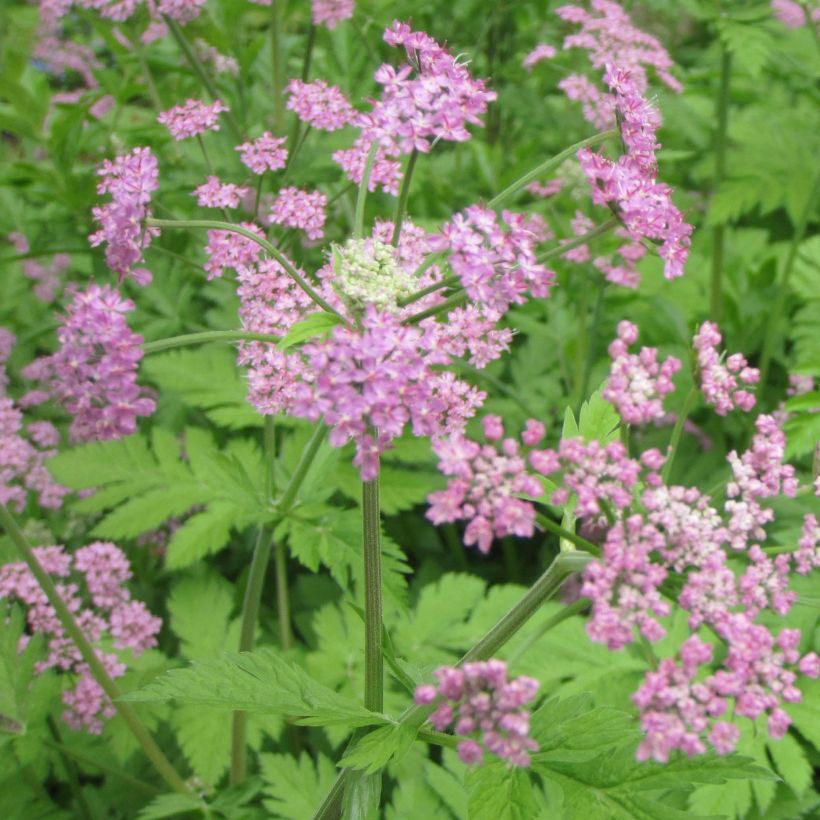 Pimpinella major Rosea (Floração)