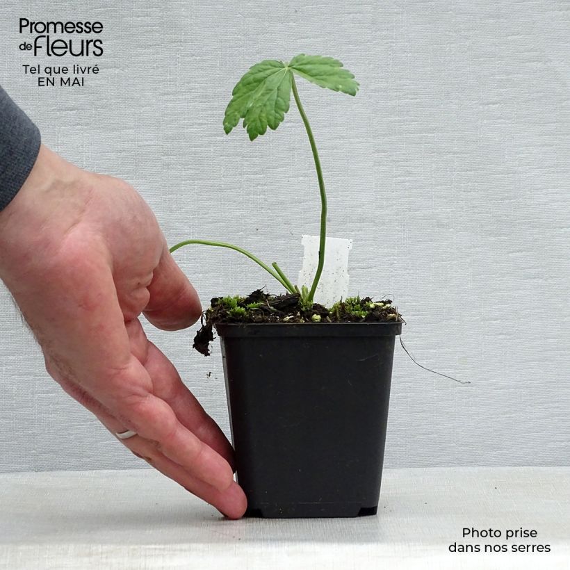 Amostra de Pimpinella major Rosea Vaso de 8/9 cm tal como entregue na primavera