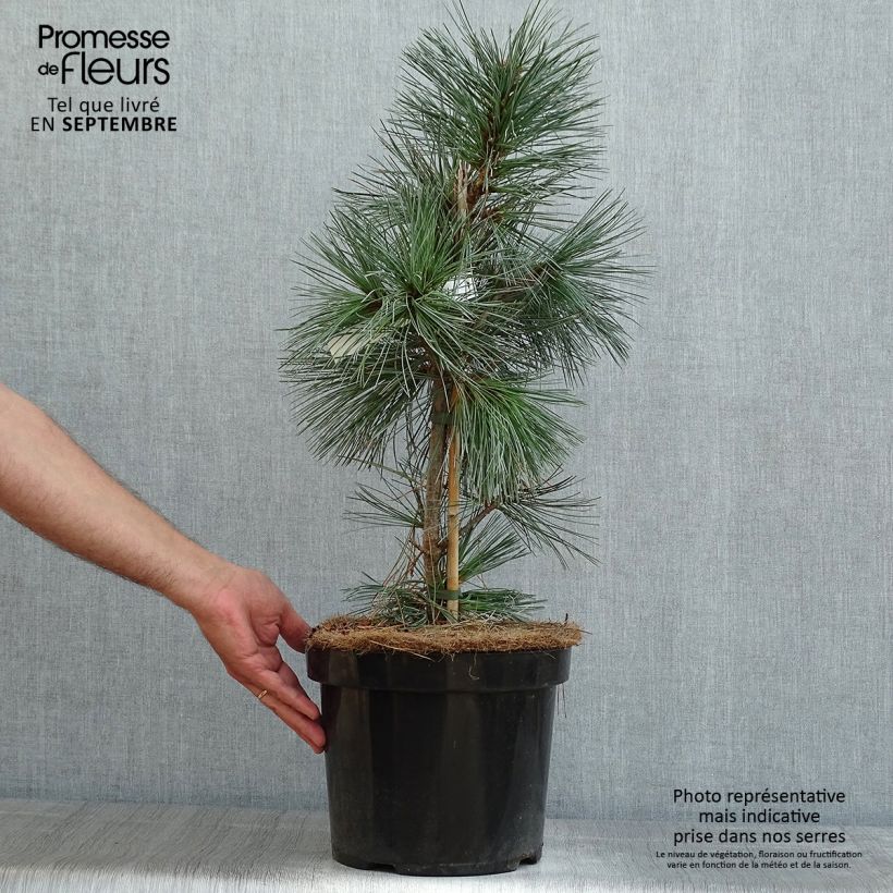 Amostra de Pinus flexilis Vanderwolf's Pyramid Vaso de 7,5 L/10 L tal como entregue no verão