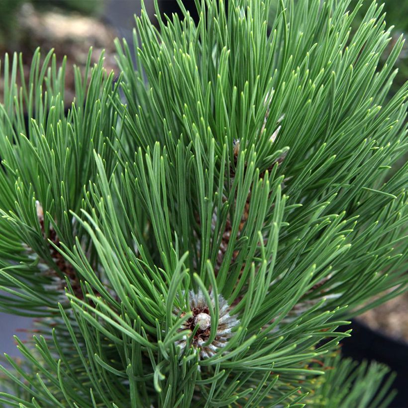 Pinus heldreichii Malinkii (Folhagem)