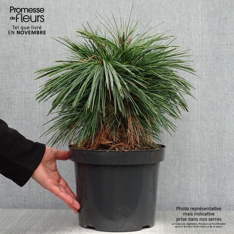 Amostra de Pinus schwerinii Wiethorst Vaso de 7,5 L/10 L tal como entregue no outono